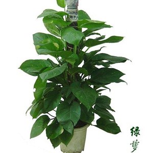 成都植物租售 成都植物租售哪家好 成都植物租售公司 绿江南供