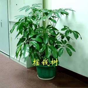 成都花卉绿植费用 成都花卉绿植费用怎么样 绿江南供