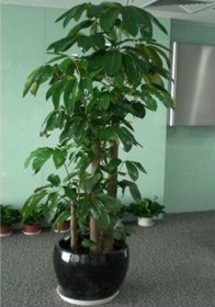 成都宾馆植物养护 成都宾馆植物养护与摆设知识 绿江南供