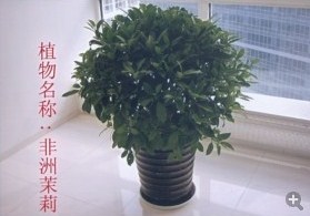 成都办公室植物售卖 成都办公室植物售卖方式 绿江南供