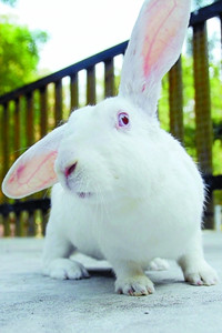 上海日本大耳兔直销/优质日本大耳兔直销厂家/辉煌供