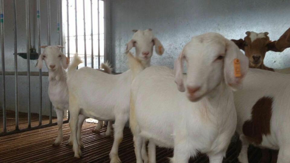 实验用绵羊寄养/上海长期寄养实验用绵羊较低/辉煌供