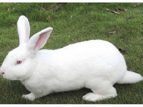 上海新西兰兔出口/崇明质量新西兰兔出口商/辉煌供