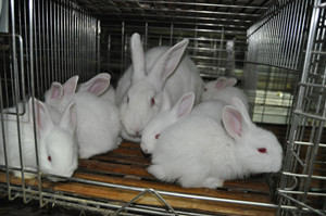 上海实验动物寄养服务/实验动物寄养服务公司/辉煌供