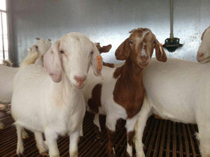 上海波尔山羊销售/全国销量最高的波尔山羊厂家/辉煌供