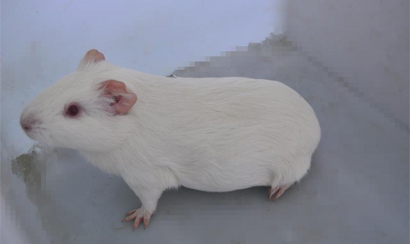 上海哈特兰豚鼠销售/最热销的实验用老鼠品种/辉煌供