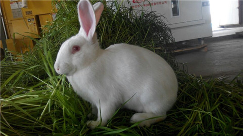 上海新西兰兔出口/上海新西兰兔出口品质有保障/辉煌供
