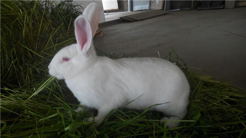 上海新西兰兔销售/辉煌供应