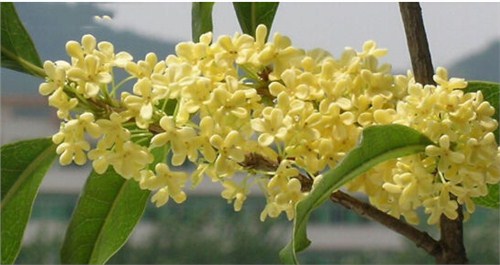 青岛桂花批发 青岛桂花价格 石苑景观供