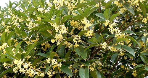 青岛桂花供应 青岛桂花价格 石苑景观供