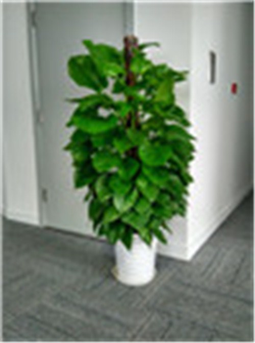 静安办公室植物租摆 办公室植物租摆专业报价 信耶供