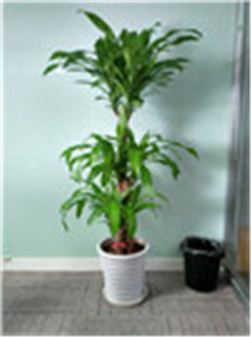 上海家庭植物价格 质量家庭植物专业价格 信耶供