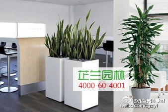 上海花卉租赁/价格低/芷兰供