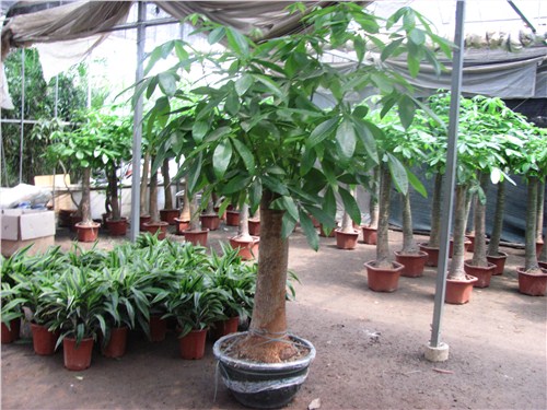 上海植物生产批发/上海植物生产批发哪家便宜/芷兰供