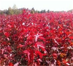 美国红枫价格/北京哪个观赏性美国红枫苗圃销售价格便宜/鑫威供