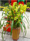 上海植物花卉租赁 质量好的植物花卉租赁 信耶供