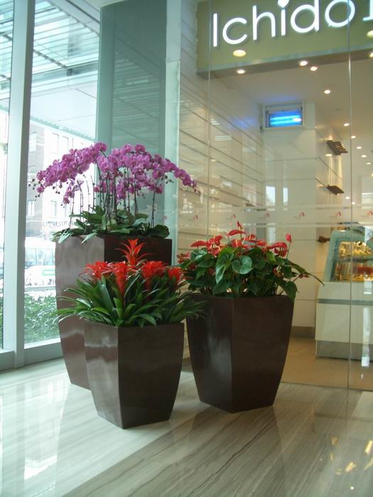 上海商务楼花卉销售 上海商务楼花卉销售价格便宜 芷兰供